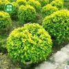 黃金榕球 綠化美化環(huán)境精品球 盆栽 基地直銷 各種規(guī)格 量大優(yōu)惠