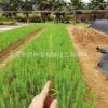 濕地松價格 福建種植基地種植 低價大量批發(fā) 造林用苗