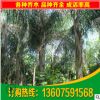 供應(yīng)園林綠化苗木皇后葵 金山葵 福建18公分皇后葵苗木批發(fā)