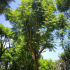 苗圃提供 藍花楹價格 藍花楹觀賞樹 藍花楹小苗 綠化藍花楹