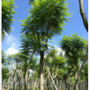 供應(yīng)藍花楹 藍花楹袋苗 藍花楹喬木 藍花楹銷售 福建藍花楹