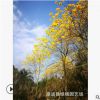 黃花風鈴木批發 園林景觀黃花風鈴木 園藝12公分黃花風鈴木供應