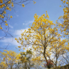 苗圃直銷 黃花風鈴木樹 風鈴木基地 黃金風鈴木 風鈴木批發