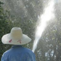 大樹移植后，澆對水很關(guān)鍵！它是一個技術(shù)活兒！