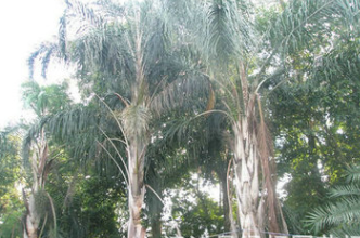 廠家提供 皇后葵地苗 園林景觀皇后葵 福建皇后葵 現挖現賣
