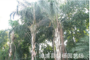 長期供應 金山葵 皇后葵直銷 皇后葵銷售 漳州皇后葵 價格實惠