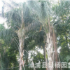長期供應 金山葵 皇后葵直銷 皇后葵銷售 漳州皇后葵 價格實惠