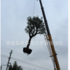 大量供應雞冠刺桐/綠化風景樹到胸徑25公分/農戶低價批發象牙紅
