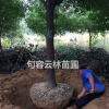 優(yōu)質(zhì)香樟供應