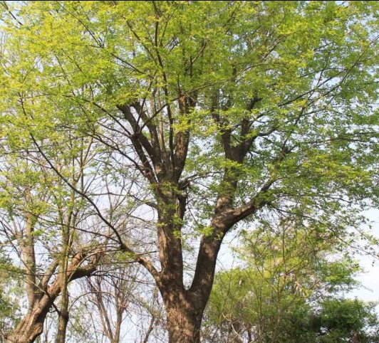 樸樹