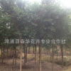 森華花卉專業(yè)合低價(jià)供應(yīng)紅皮榕8 10 12 15公分/紅榕移栽苗自產(chǎn)自