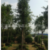 福建10公分紅皮榕漳州紅皮榕地苗袋苗批發(fā)自產(chǎn)自銷量大價(jià)優(yōu)
