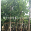 場(chǎng)地直銷優(yōu)質(zhì)火焰木樹(shù)澳洲火焰 規(guī)格5－20公分地苗和袋苗樹(shù)形佳