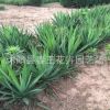 綠化苗 劍麻 絲蘭 庭院植物 四季常青 耐寒耐旱 易成活可盆栽