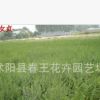 基地直銷批發(fā)小葉女貞 小葉女貞小苗 花卉基地直銷 小葉女貞苗