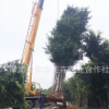 大型榕樹(shù)樁景 中型榕樹(shù)盆景樁景小型榕樹(shù)盆景大型吊根榕樹(shù)樁景
