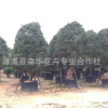 農(nóng)戶自產(chǎn)狀元紅丹桂樹(shù)袋苗綠化風(fēng)景樹(shù)多花金桂樹(shù)四季桂花樹(shù)苗丹桂