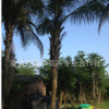 漳州皇后葵樹(shù)形優(yōu)美金山葵 福建金山葵場(chǎng)地直銷皇后葵地苗袋苗
