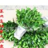 批發冬青樹苗 四季常青 冬青小苗10-80公分工程綠化苗木批發
