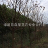 森華花卉專業(yè)供重瓣福建山櫻花5-15公分 容器苗中國(guó)紅福建山櫻花