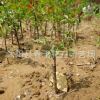 基地大量特供 綠梅苗 各種工程用苗 綠化植物低價大量批發