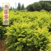 基地現貨批發金葉女貞苗精品金葉女貞球