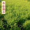 龍柏樹苗批發 龍柏苗 小龍柏 規格齊全四季常青綠化植物工程綠化