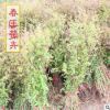 批發工程綠化灌木苗 綠葉繡線菊 觀花植物花卉盆栽 葉根可作藥用