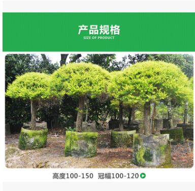 自家苗圃供應 千層金 粗桿黃金寶樹球 庭院植物 園林綠化苗木