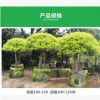 自家苗圃供應 千層金 粗桿黃金寶樹球 庭院植物 園林綠化苗木