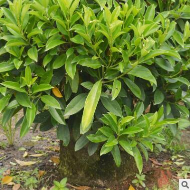 非洲茉莉球 苗木 常綠喬木 常綠灌木 綠化苗木