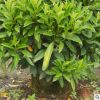 非洲茉莉球 苗木 常綠喬木 常綠灌木 綠化苗木
