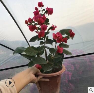 自家苗圃供應 九重葛 三角梅 綠化苗 花卉綠植盆栽
