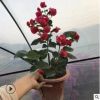 自家苗圃供應 九重葛 三角梅 綠化苗 花卉綠植盆栽