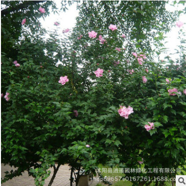 批發木槿小苗叢生木槿苗園林工程綠化景觀苗公園地栽苗木槿花苗木