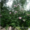 批發木槿小苗叢生木槿苗園林工程綠化景觀苗公園地栽苗木槿花苗木