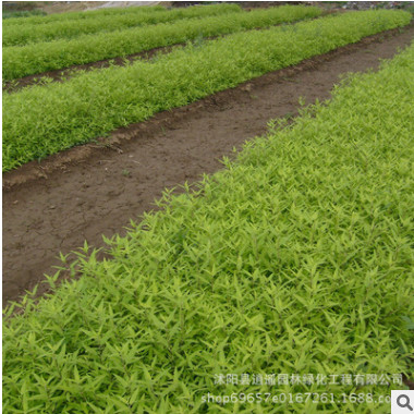 優質綠化灌木金葉蕕苗批發工程綠化苗色塊綠化環境水生 地被植物