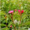 綠化苗木紅王子錦帶苗批發 工程園林綠化苗庭院植物紅王子錦帶苗