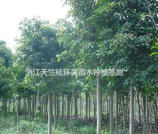榕樹 福建榕樹基地 截桿榕樹價格 紅皮榕樹批發價格行情