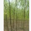 優質金絲柳樹苗河南省低價大量出售/基地直銷