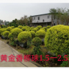 【園林綠化】黃金香柳球 黃金寶樹球 千層金 各種規格批發直銷