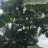 藍花楹 藍霧樹 10~30cm 福建藍花楹 藍花楹袋苗 各種規格批發