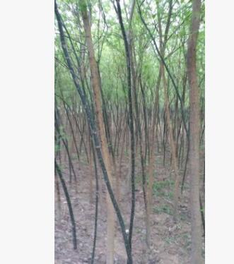 優質法桐樹苗低價大量供應各種規格/基地直銷/價格優惠/質量保證
