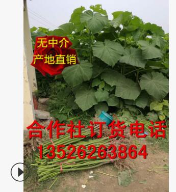 4-5公分泡桐樹苗 大量出售（合作社基地直銷/質量保證/價格低）