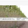 直徑3公分中林46楊樹苗河南省大量供應/ 基地直銷/價格優惠