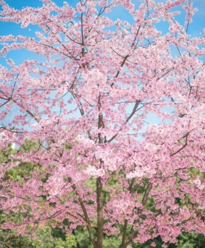 櫻花