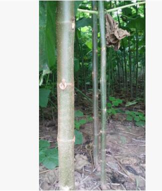 大量出售優質新品種雜交華桐樹苗（基地直銷/質量保證/價格優惠）