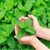 薄荷種子四季種易活開花不斷花種籽室內(nèi)食用貓盆栽花卉綠植物花籽