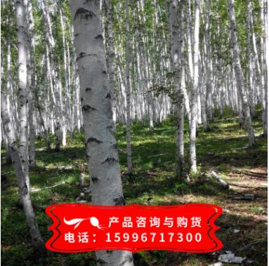 供應優(yōu)質(zhì)白樺樹種子 白樺種子批發(fā) 實物拍照 質(zhì)量保證