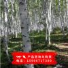 供應(yīng)優(yōu)質(zhì)白樺樹種子 白樺種子批發(fā) 實物拍照 質(zhì)量保證